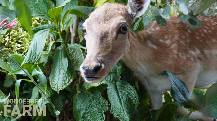 do deer eat hydrangeas?