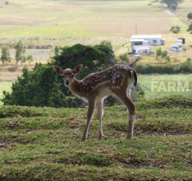 another baby deer