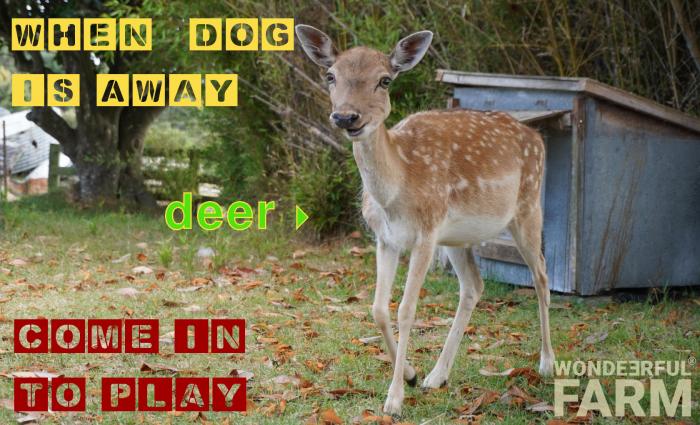 funny deer by dog house