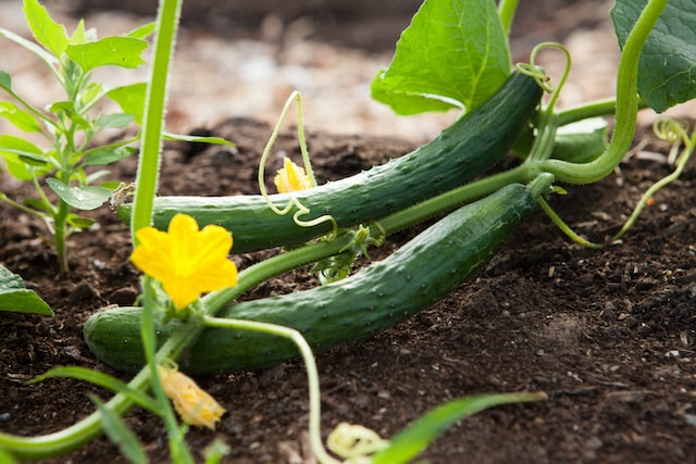 a cucumber plant with flowers
