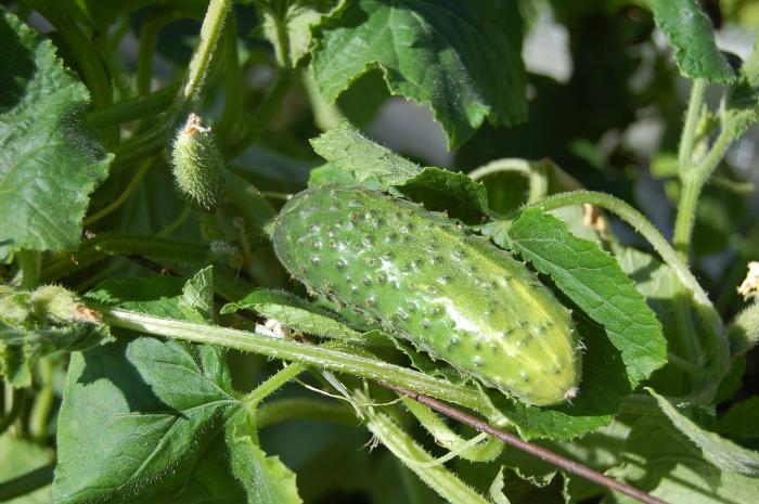 a cucumber plant with prickly cucumber fruit