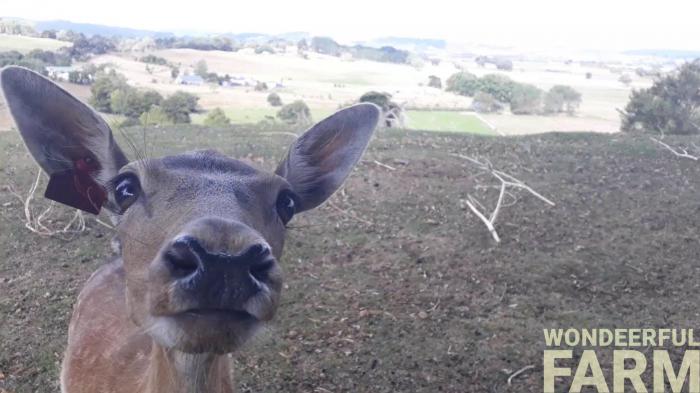 cute deer face close up