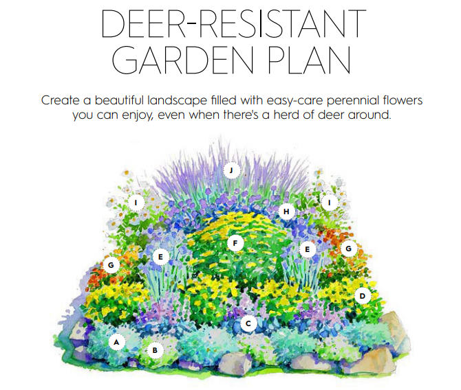 deer-resistant garden plan