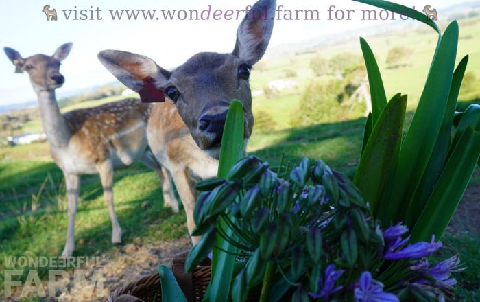 agapanthus and deer