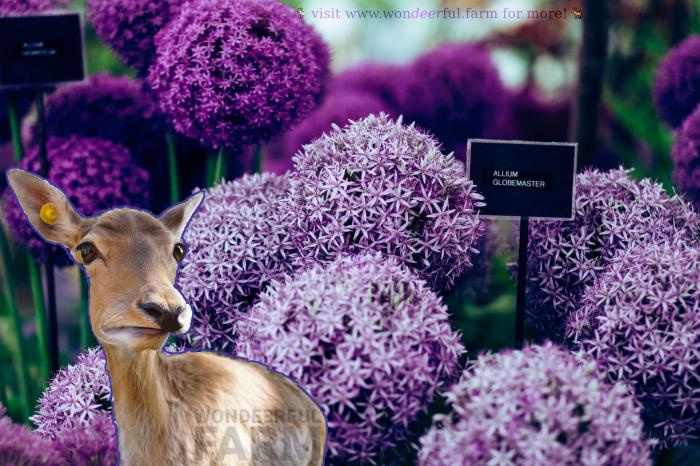 deer frowning upon allium plants