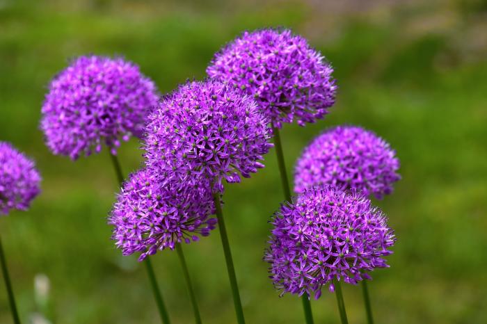 allium flowers