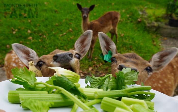 feeding deer some celery chunks