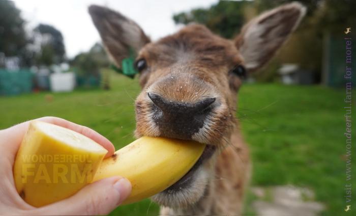 deer eating banana