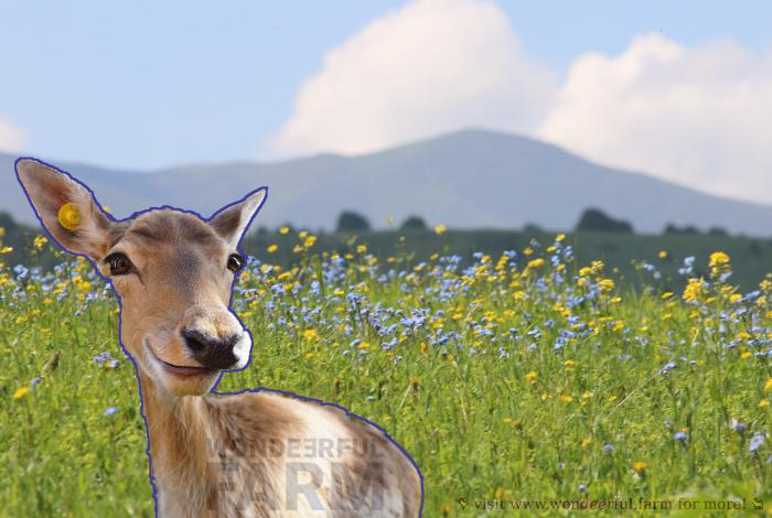 happy deer in the meadow