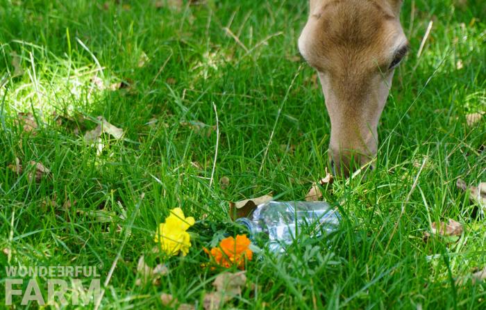 deer sniffing around marigolds