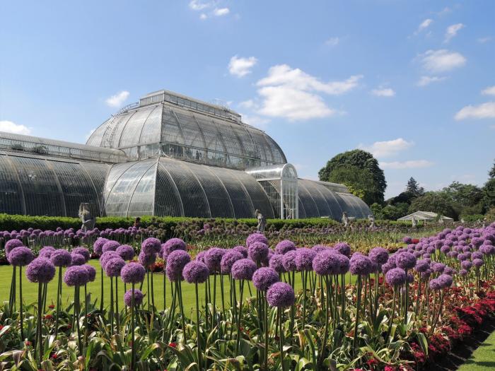 more ornamental onion views