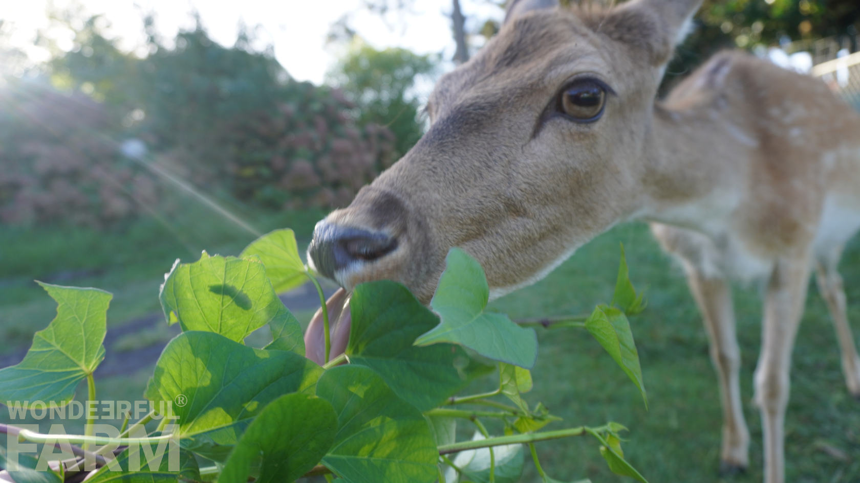 deer eating sweet potato vine