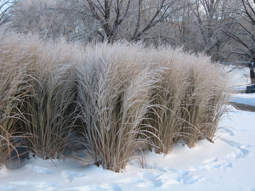 panicum deer grass in winter