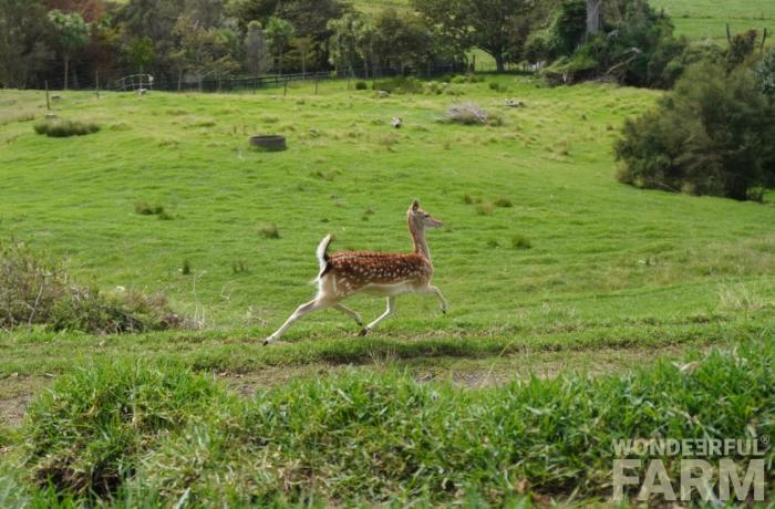 scared fallow deer running