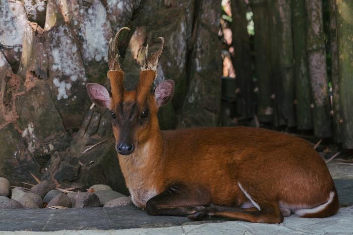 muntjac deer peacefully sitting