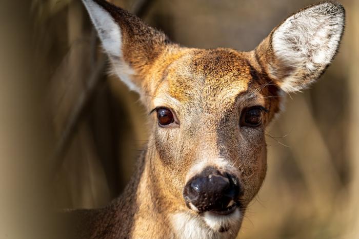 whitetail deer are less vocal but still bark occasionally