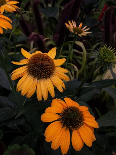 yellow coneflowers