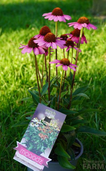 echinacea moodz in pot