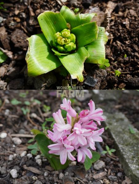 hyacinths emerging and blooming