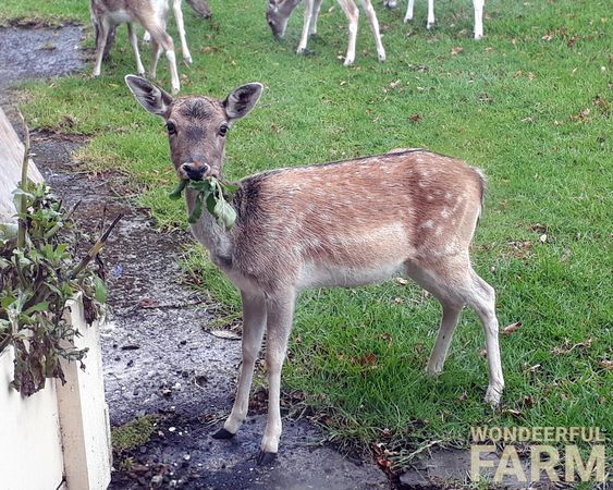 doe chewing borage