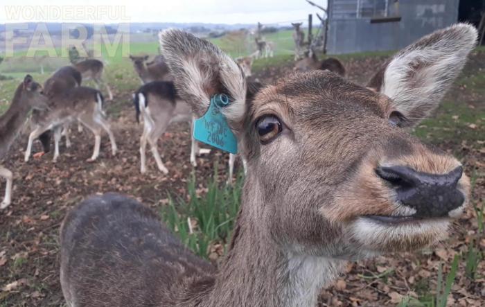 bluetooth the deer