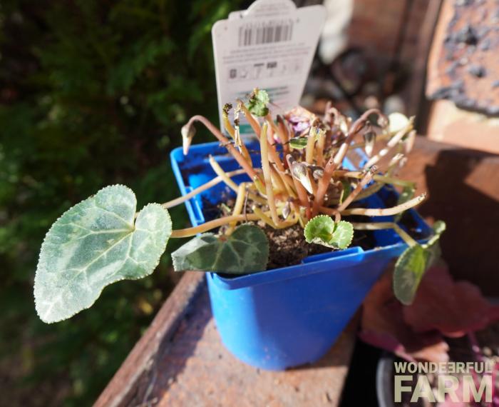 cyclamen chomped up by deer