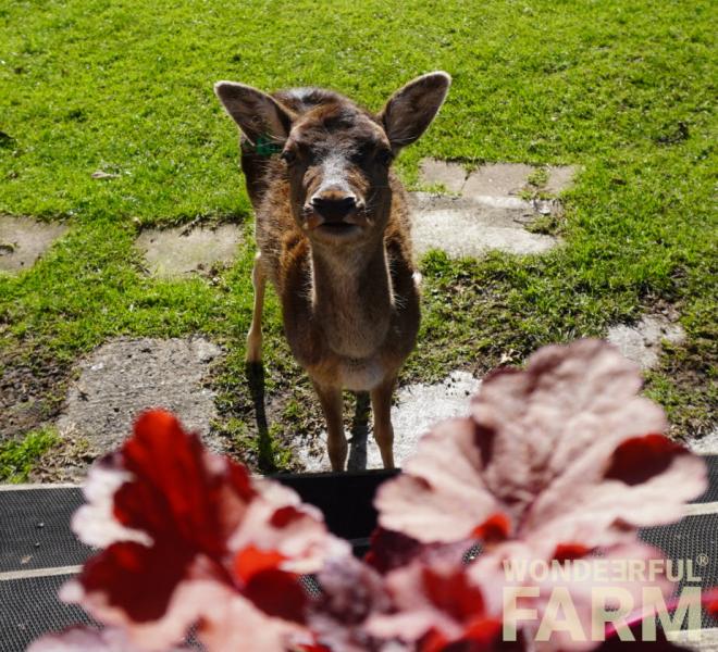 do deer eat heuchera (the fire alarm) 