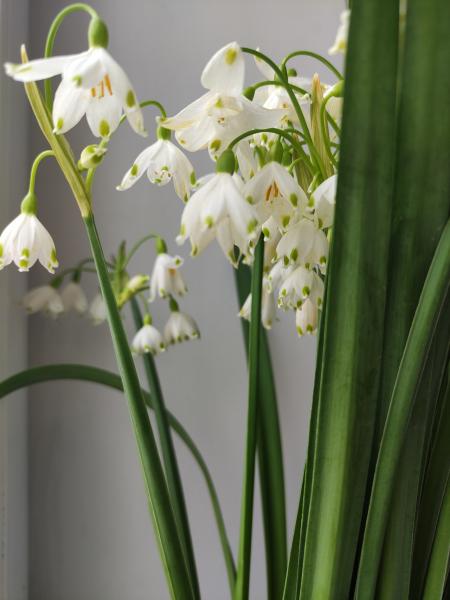 Leucojum as cut flowers