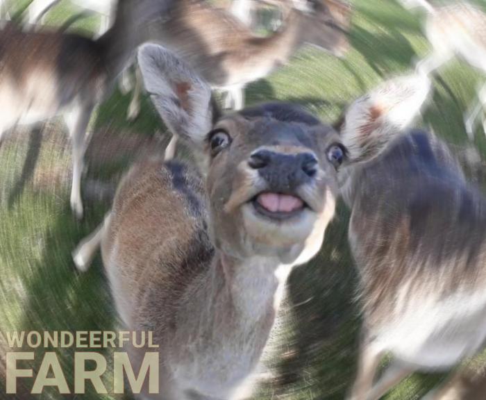 big mama the deer reaching for treats