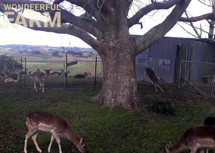 deer playing with each other