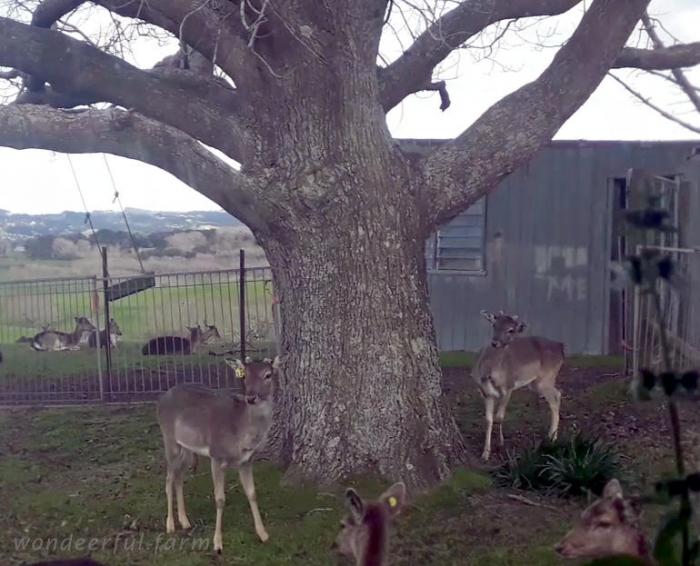 deer amusing themselves