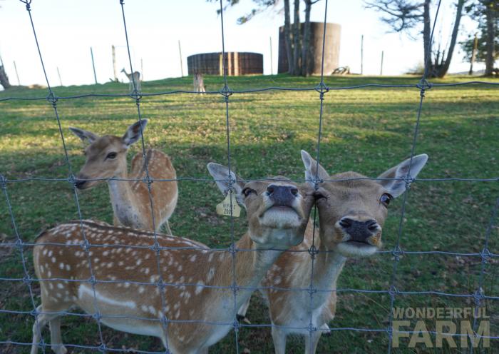 deer reaching through fence