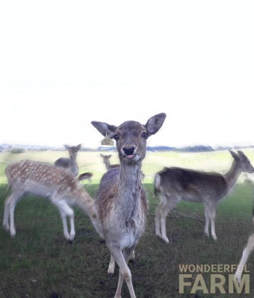 deer ballerina