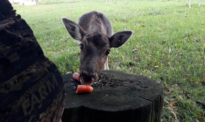 do deer eat carrots? deer enjoying carrots