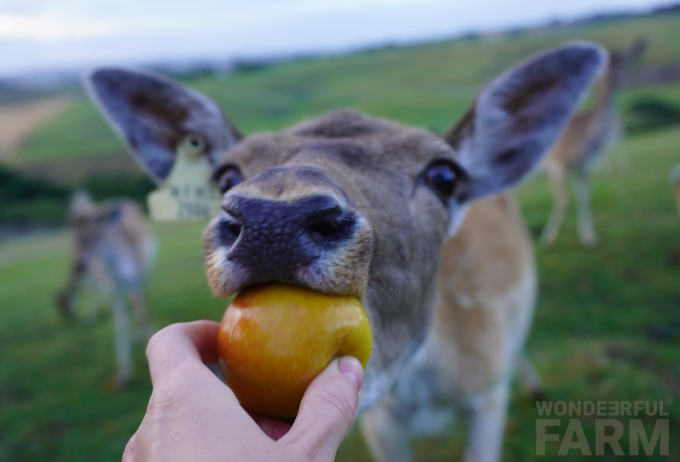 Do Deer Eat Apples? Deer Farmers Advice.