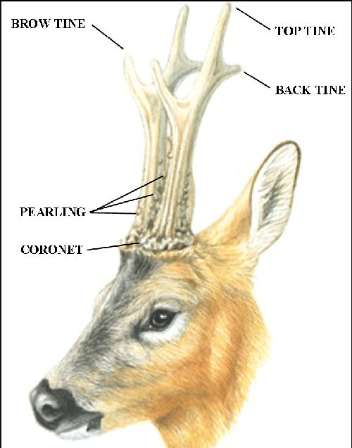 coronets part of deer antlers