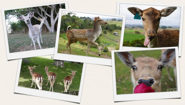 deers polaroid photos