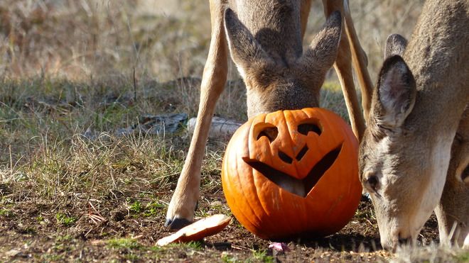 deer head inside pumpkin