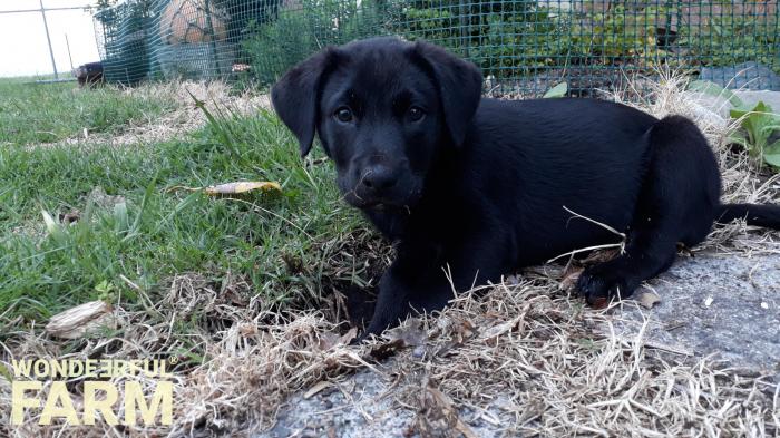 9 week labrador puppy