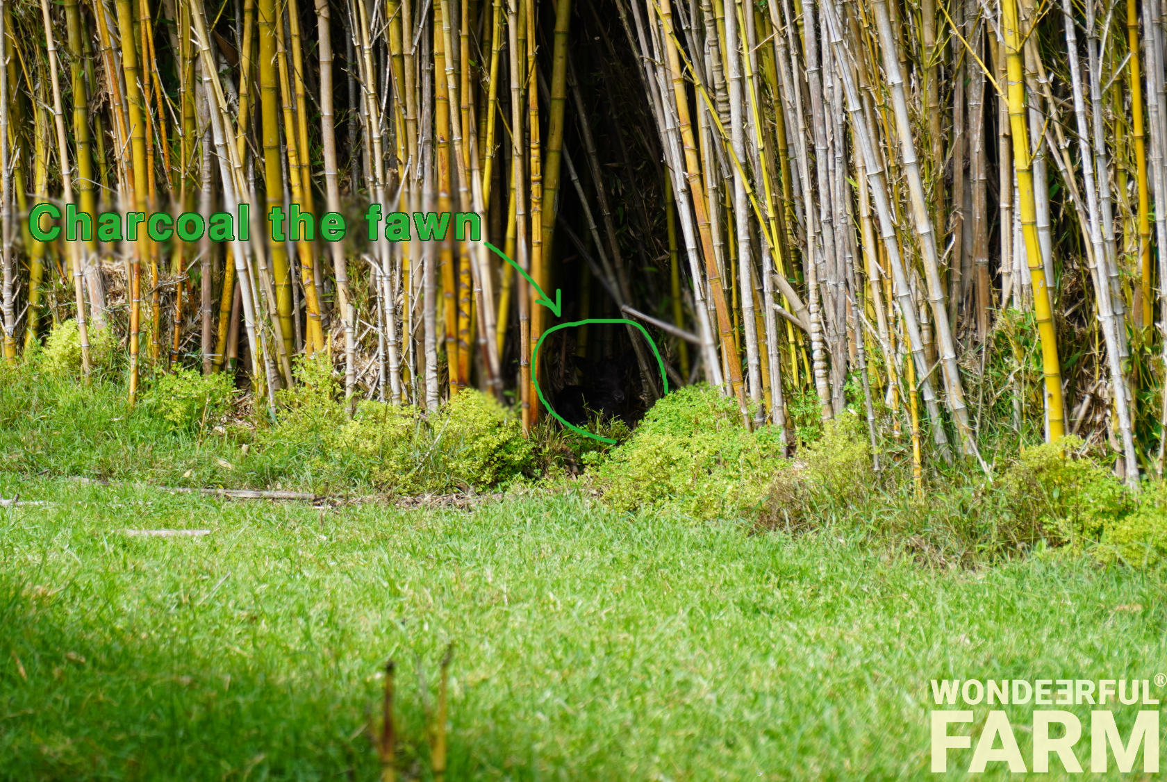 newborn baby deer hiding alone in bamboo