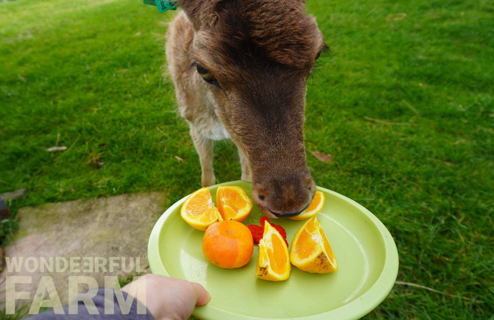 deer eating oranges and mandarines