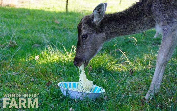deer eating noodles