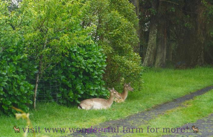 our deer by the hydrangea shrub