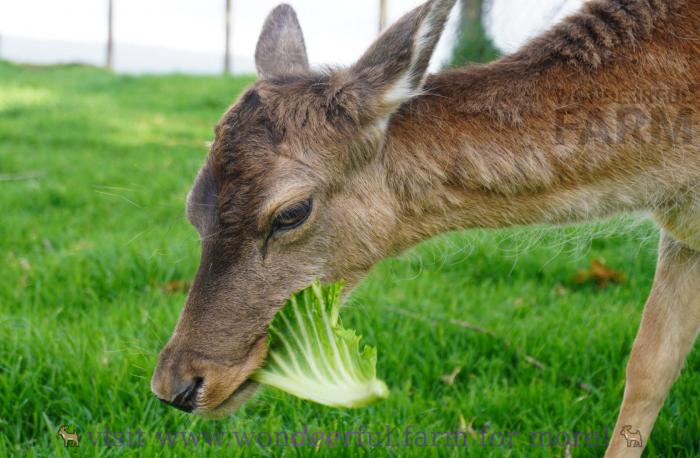 deer chewing cabbage
