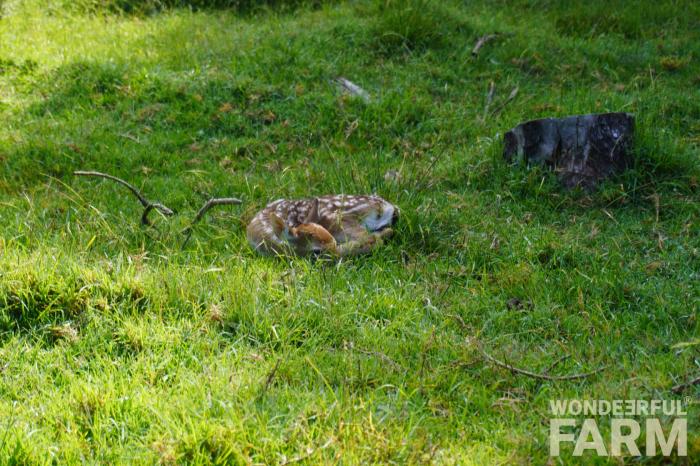 small deer in the grass