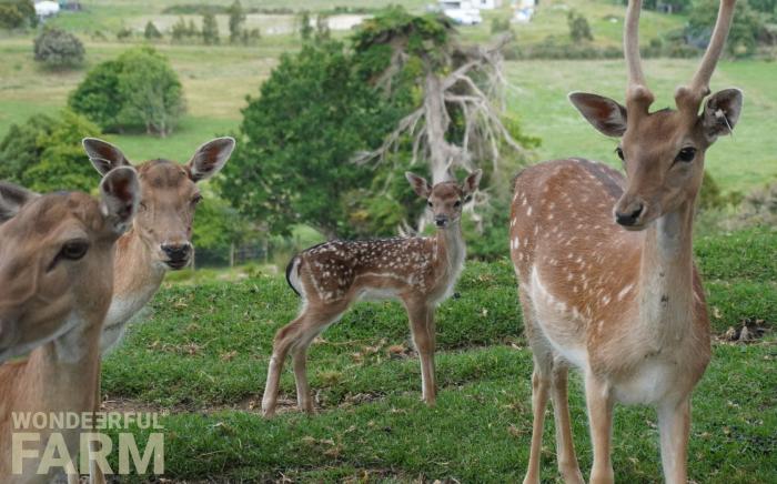 baby deer among adults