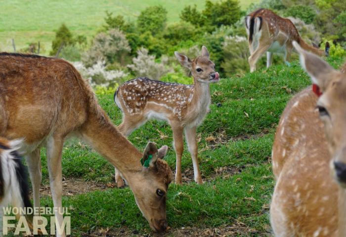 fawn among older deer