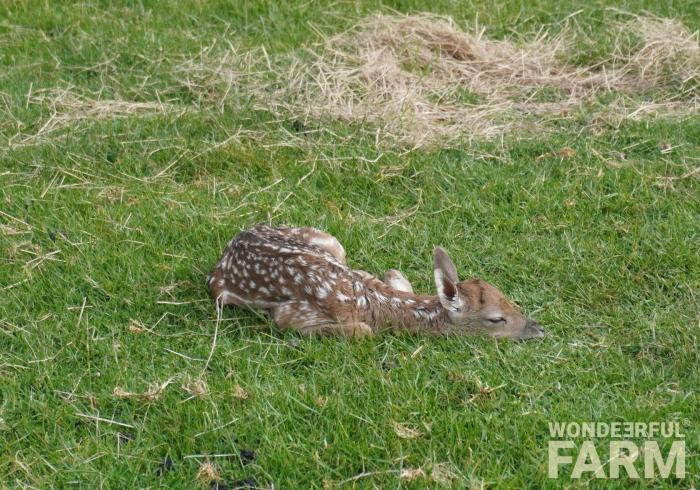 baby fawn in the grass sleeping