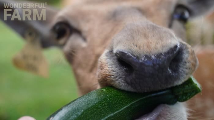 courgette inside deer mouth