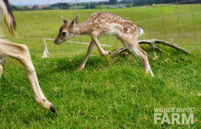 newborn fawn walking